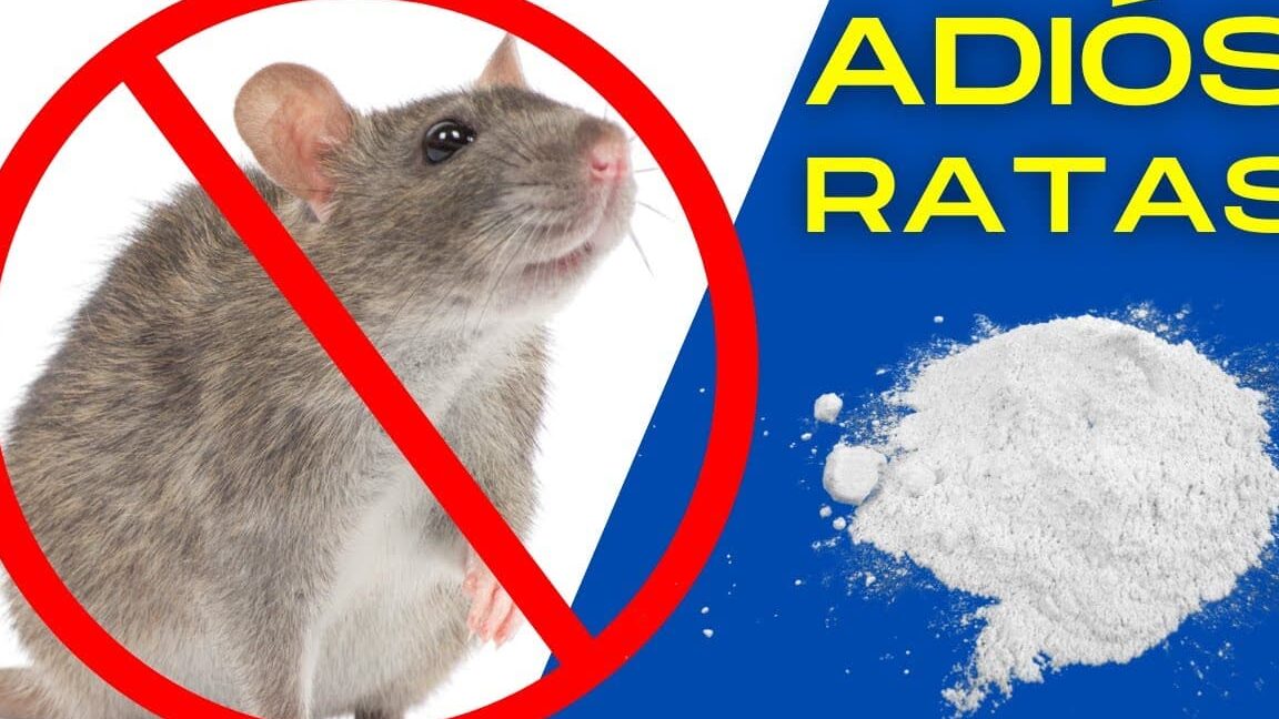 Atrae y protege tu hogar con el ahuyentador de ratas Leroy Merlin: descubre cómo deshacerte de los roedores de forma efectiva