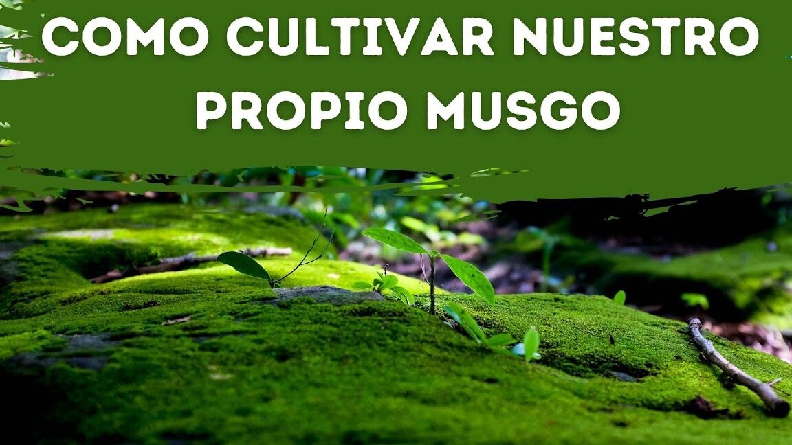 Descubre cómo el musgo sphagnum de Leroy Merlin transformará tu jardín en un oasis verde